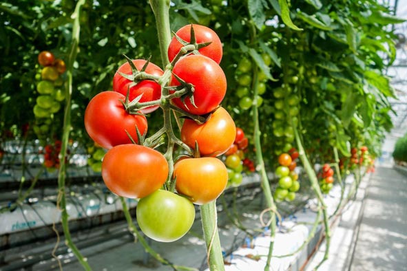 工業(yè)防潮柜